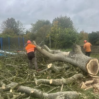 Precision crown work on heritage trees