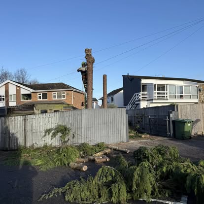 Safe tree removal project
