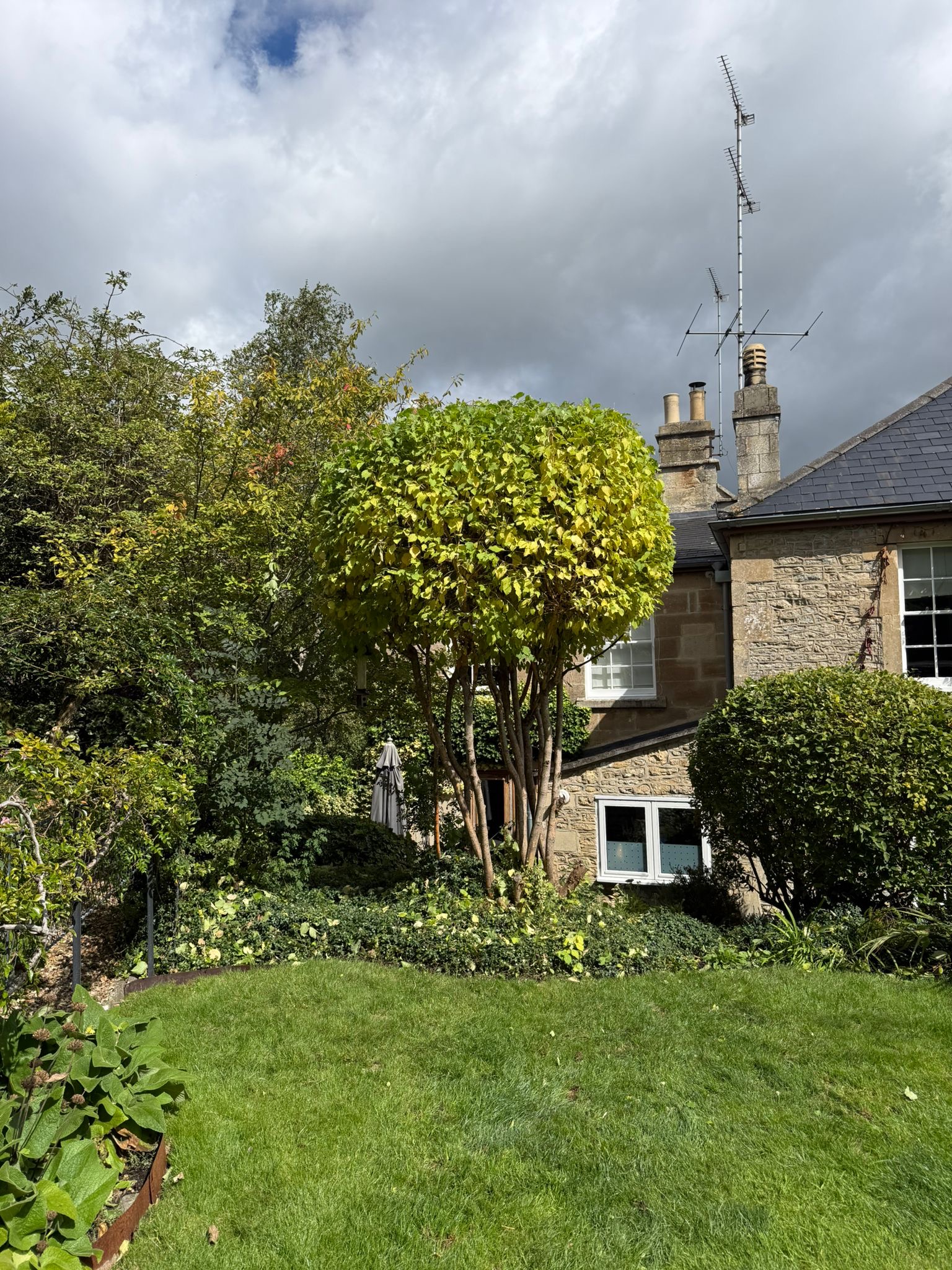 Alpines tree surgery project photo