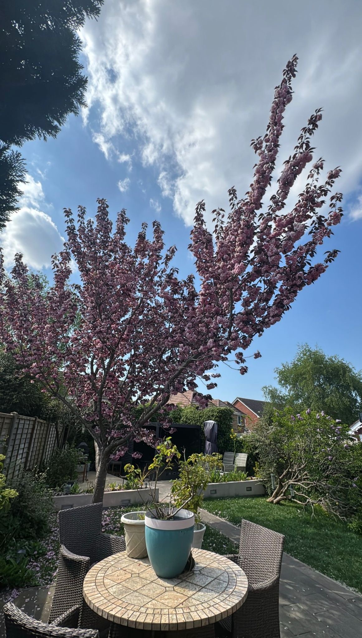 Alpines tree surgery project photo