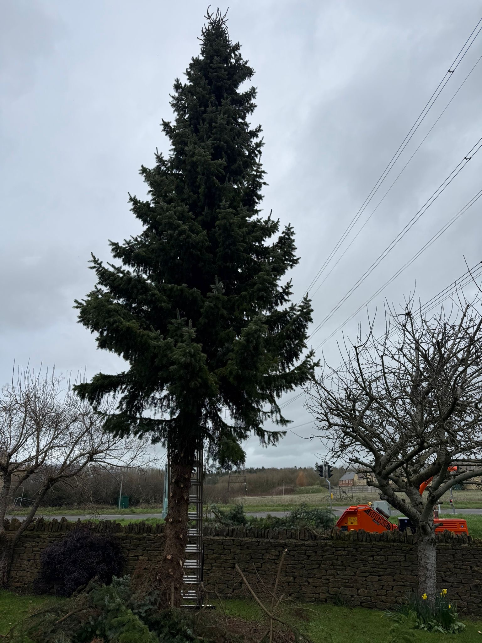 Alpines tree surgery project photo
