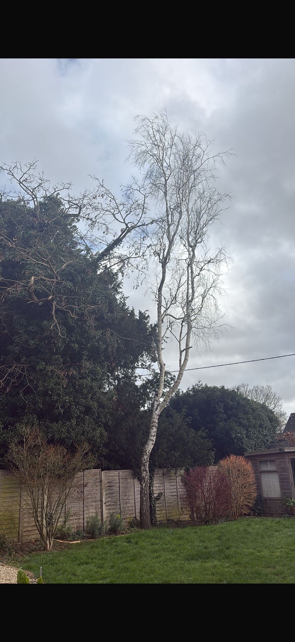 Alpines tree surgery project photo