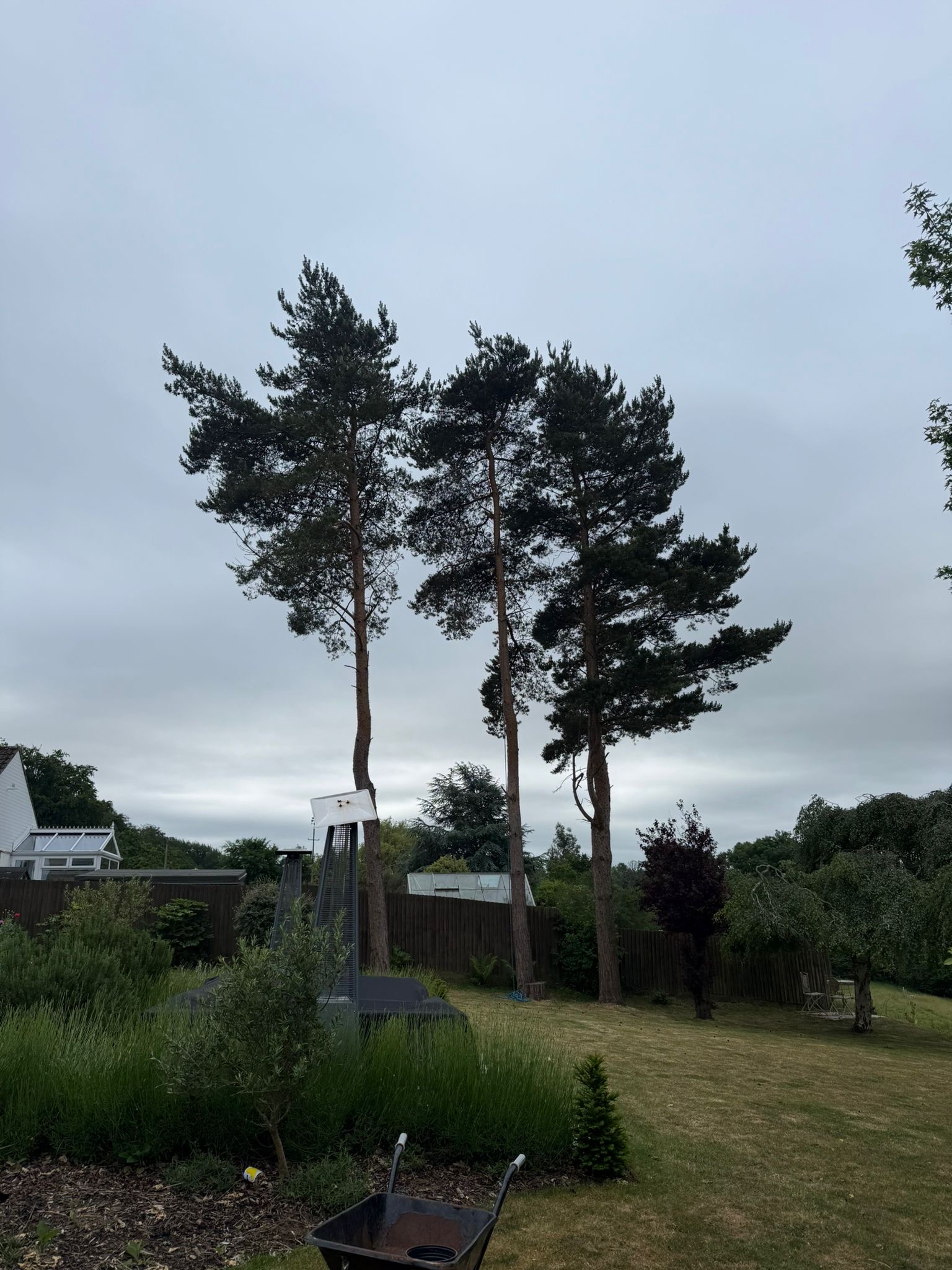Alpines tree surgery project photo
